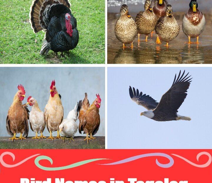 Birds in Tagalog (Ibon): 20 Helpful Vocabulary Words for Beginners Learn common bird names in Tagalog with this visual guide featuring a turkey, ducks, chickens, and an eagle for Filipino vocabulary education.