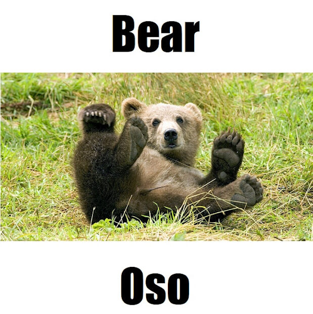 Bear in Tagalog (Oso): 20 Powerful Vocabulary Words You Must Know Discover the Tagalog word for bear and learn how it’s used in Filipino vocabulary, including meaning, context, and pronunciation.