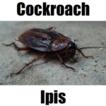 Cockroach in Tagalog: 15 Essential Words and Interesting Facts Cockroach in Tagalog