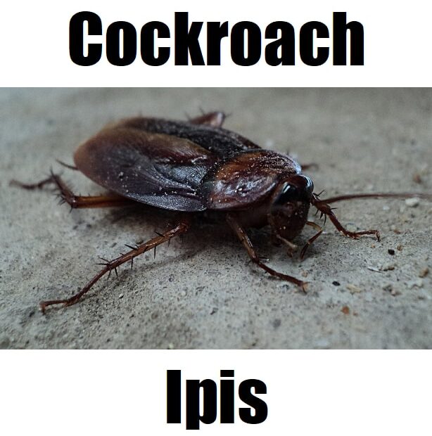Cockroach in Tagalog