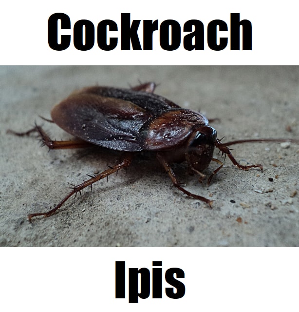 Cockroach in Tagalog: 15 Essential Words and Interesting Facts Close-up image of a cockroach or ipis on the ground, used for Filipino vocabulary learning.