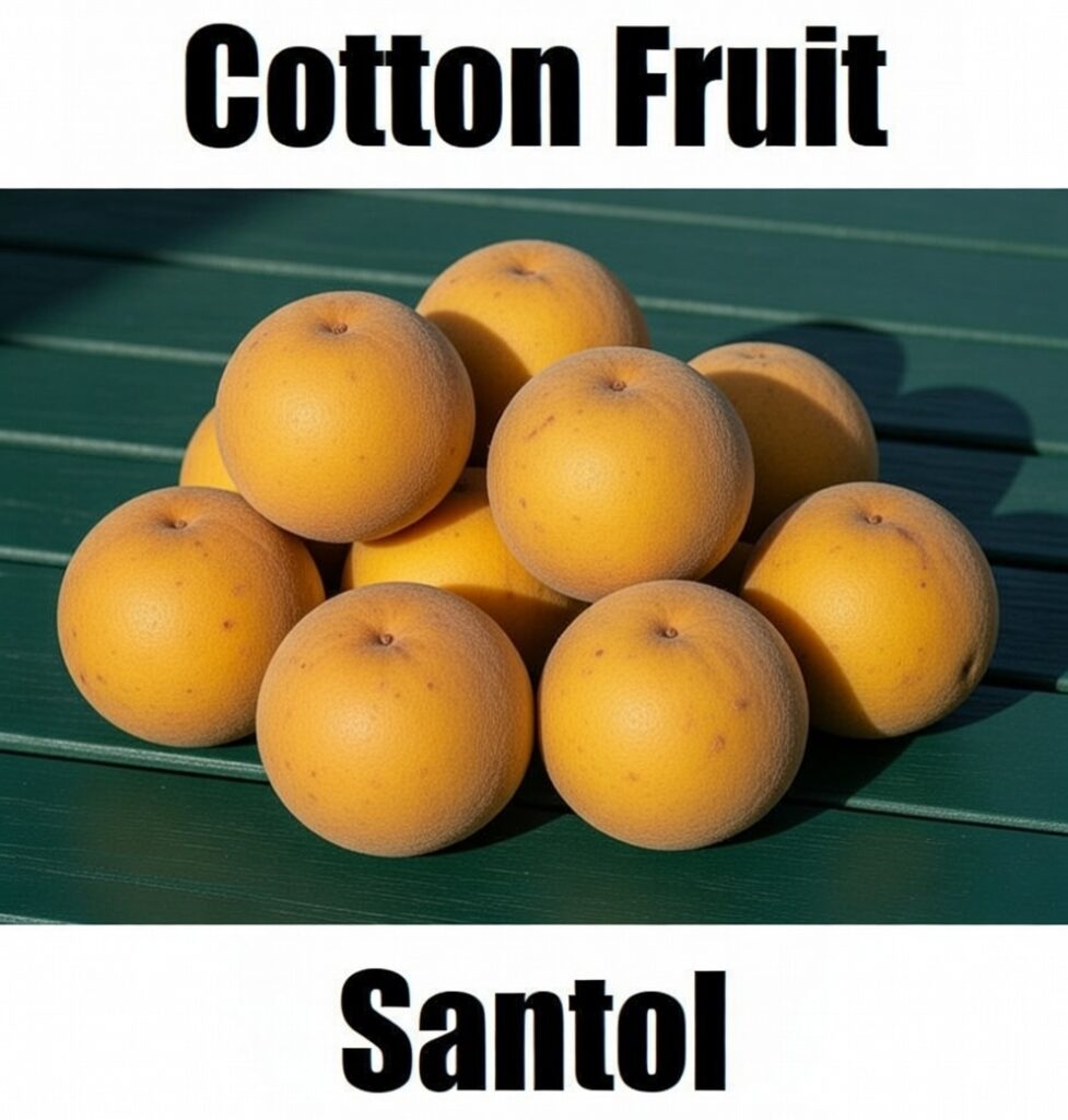 7 Amazing Facts About Cotton Fruit in Tagalog (Santol) You Should Know Cotton Fruit in Tagalog is ‘santol.’ This simple fruit‑vocabulary image helps learners recognize santol and other Filipino fruit names for easy Tagalog learning.