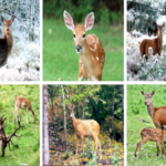 How to Say “Deer” in Tagalog (Usa) How to Say “Deer” in Tagalog (Usa)