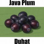 Java Plum in Tagalog: 15 Powerful Facts, Meaning, Vocabulary, and Example Sentences Java Plum in Tagalog is duhat. This educational vocabulary image introduces duhat alongside other Filipino fruit names to help learners build practical Tagalog skills.