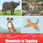 Essential Mammals in Tagalog: Full List, Definition, and 10 Clear Sentences Discover the names of popular mammals in Tagalog through this illustrated chart designed for Filipino language learners and kids.