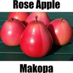 15 Fascinating Facts About Rose Apple in Tagalog: Meaning, Vocabulary, and Example Sentences Learn how to say rose apple in Tagalog — makopa. This visual Tagalog fruit vocabulary resource supports clear, engaging Filipino language learning.