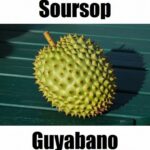 21 Reasons to Love Soursop in Tagalog: Meaning, Vocabulary, and Example Sentences Soursop in Tagalog is ‘guyabano.’ This simple fruit‑vocabulary image helps learners recognize guyabano and other Filipino fruit names for easy Tagalog learning.