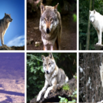 How to Say “Wolf” in Tagalog (Lobo) How to Say “Wolf” in Tagalog (Lobo)