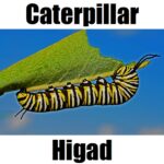 9 Fascinating Facts About Caterpillar in Tagalog (Higad or Uod) You Should Know Higad caterpillar in Tagalog close‑up image showing its striped body against a blue sky background.