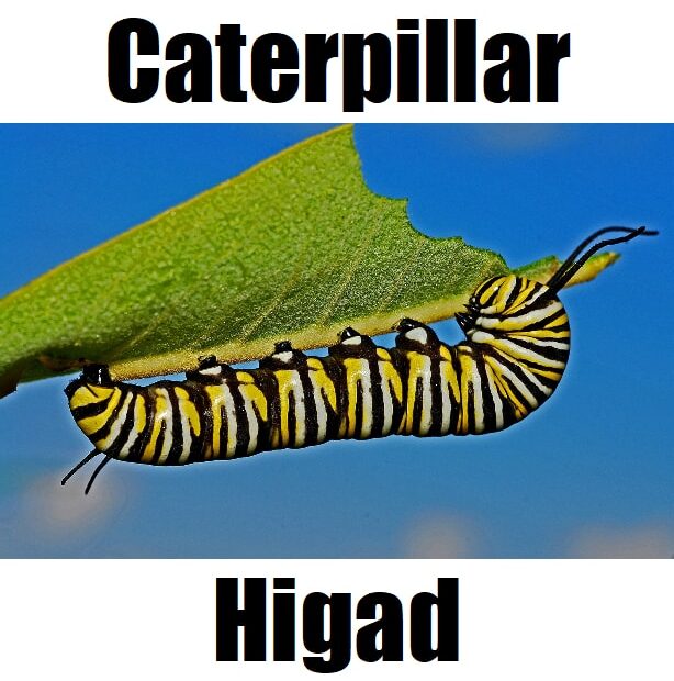 How to Say “Caterpillar” in Tagalog (Higad / Uod)