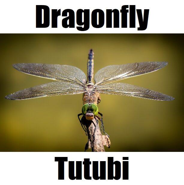 7 Fascinating Facts About Dragonfly in Tagalog (Tutubi) You Should Know Close‑up of a tutubi, the dragonfly in Tagalog, highlighting its wing veins and compound eyes.