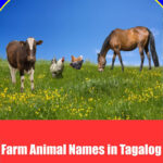Farm Animals Word List in Tagalog (Mga Hayop sa Bukid) Farm Animals Word List in Tagalog (Mga Hayop sa Bukid)