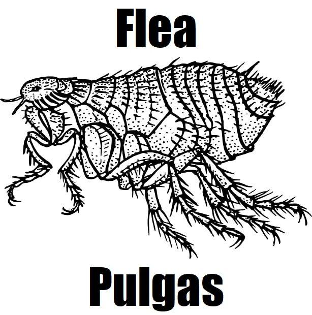9 Essential and Important Facts About Flea in Tagalog (Pulgas) Pulgas flea in Tagalog photo featuring a detailed view of the insect’s body and texture.