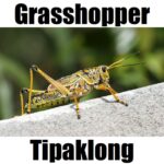 7 Helpful Facts About Grasshopper in Tagalog (Tipaklong): Meaning, Vocabulary, and Examples Tipaklong grasshopper in Tagalog image featuring a detailed insect standing on concrete with a blurred green background.