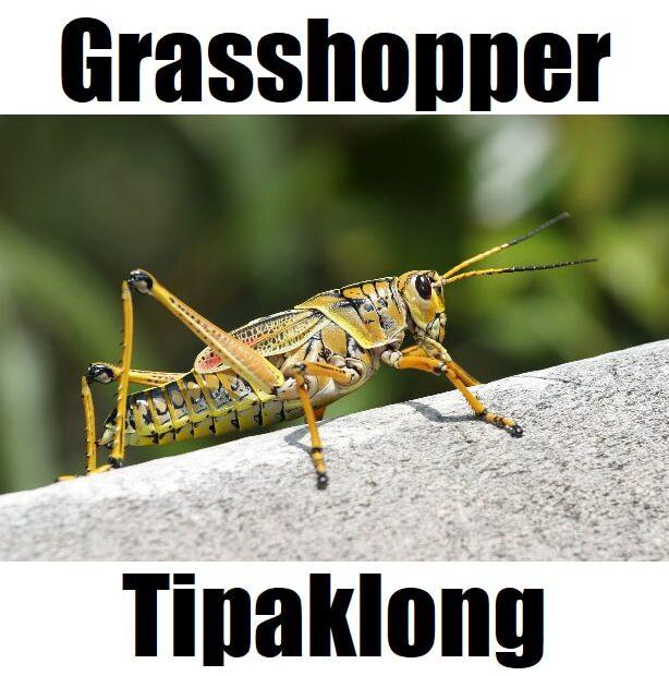 7 Helpful Facts About Grasshopper in Tagalog (Tipaklong): Meaning, Vocabulary, and Examples Tipaklong grasshopper in Tagalog image featuring a detailed insect standing on concrete with a blurred green background.