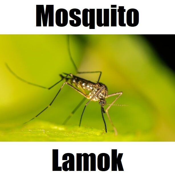 7 Amazing Facts About Mosquito in Tagalog (Complete Easy Guide) Detailed image showing a mosquito in Tagalog (lamok) resting on a green surface for bilingual learning