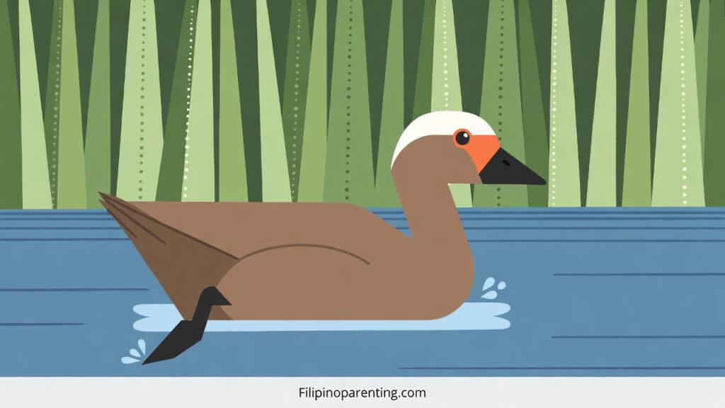 7 Amazing Candaba Swamp Facts for Nature Lovers and Families Illustration of a Philippine duck swimming in water, representing Candaba Swamp facts.