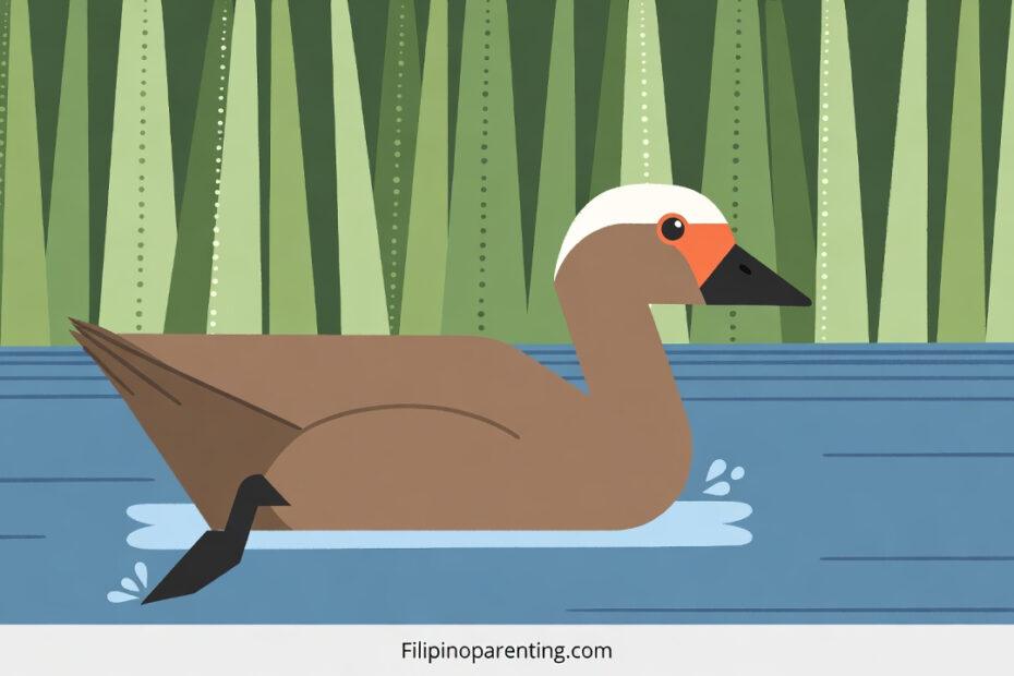Illustration of a Philippine duck swimming in water, representing Candaba Swamp facts.