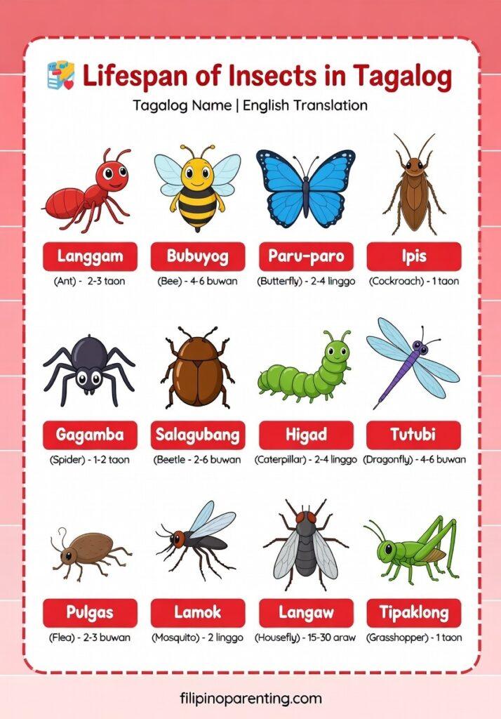 25 Helpful Insect Names in Tagalog (Mga Insekto with English Translation Guide) A Tagalog and English chart showing the lifespans of common insects like Langgam, Bubuyog, and Paru-paro.