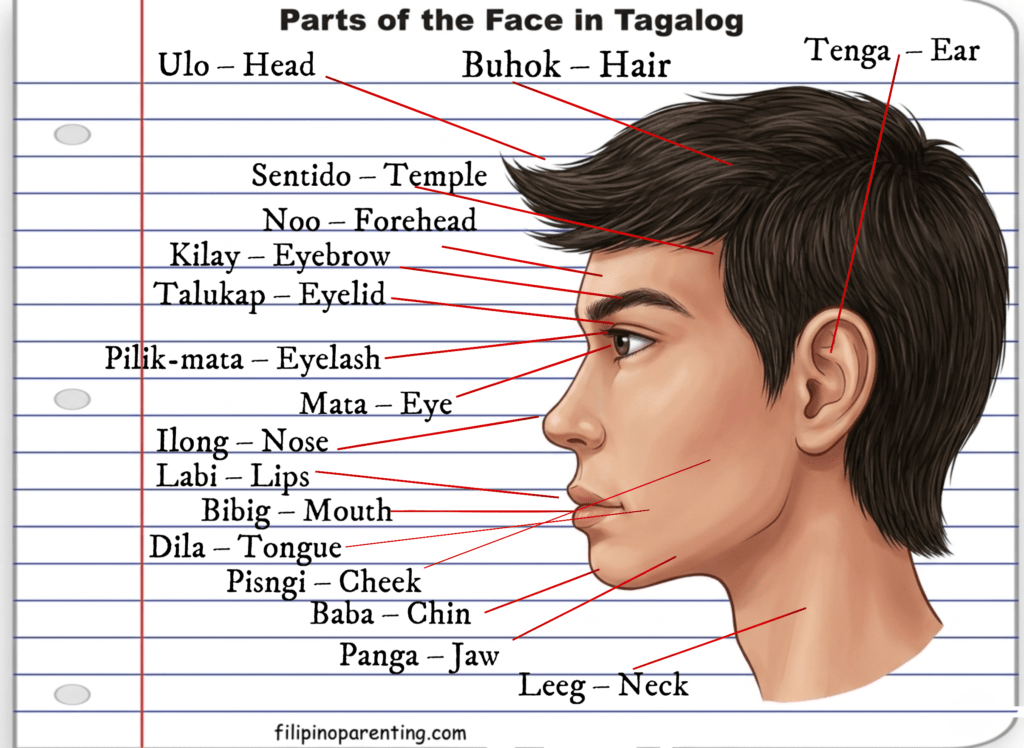 Parts of the Head and Face in Tagalog: 18 Powerful Words to Speak Confidently Educational diagram of the parts of the face in Tagalog and English featuring labels for Ulo (Head), Buhok (Hair), Mata (Eye), Ilong (Nose), Labi (Lips), Bibig (Mouth), Tenga (Ear), and Panga (Jaw).