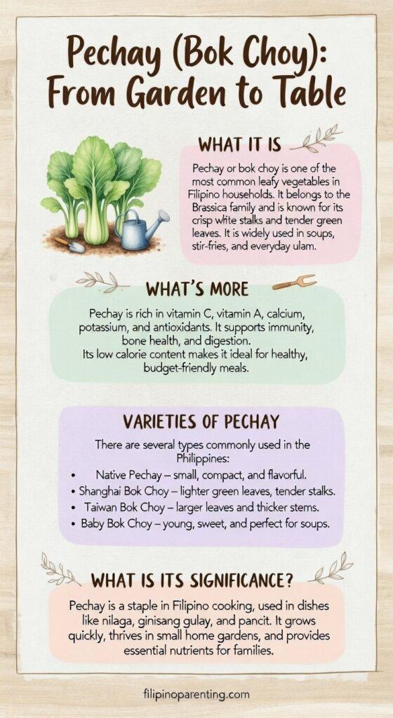 Filipino Vegetable Gardening: 10 Essential Vegetables for Your Backyard 🌱 Educational infographic about Pechay (Bok Choy) in the Philippines, featuring varieties like Native and Shanghai Pechay, health benefits, and its use in Filipino dishes like Nilaga.