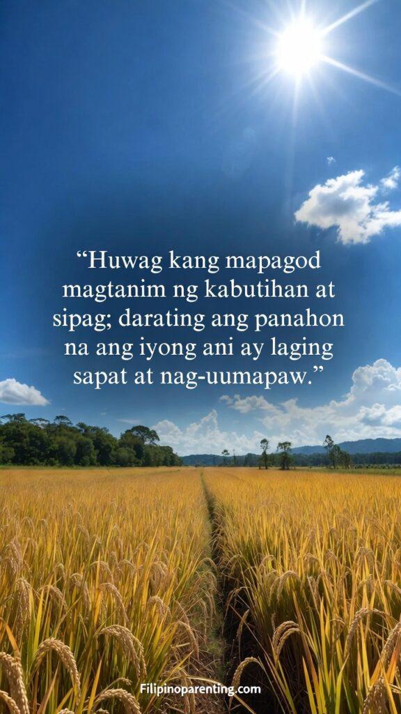 Tagalog Quotes for Dreams, Success, and Hard Work: 5 Unstoppable Truths A golden rice field ready for harvest under a bright, clear blue sky.