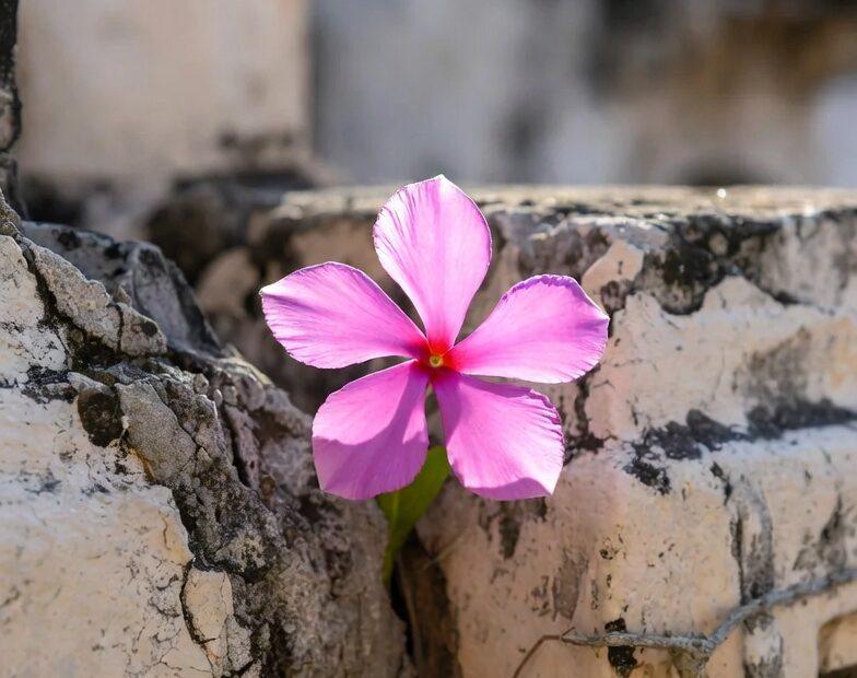 A Sampaguita flower growing through a stone crack representing Tagalog Quotes for Healing Broken Heart Slowly.