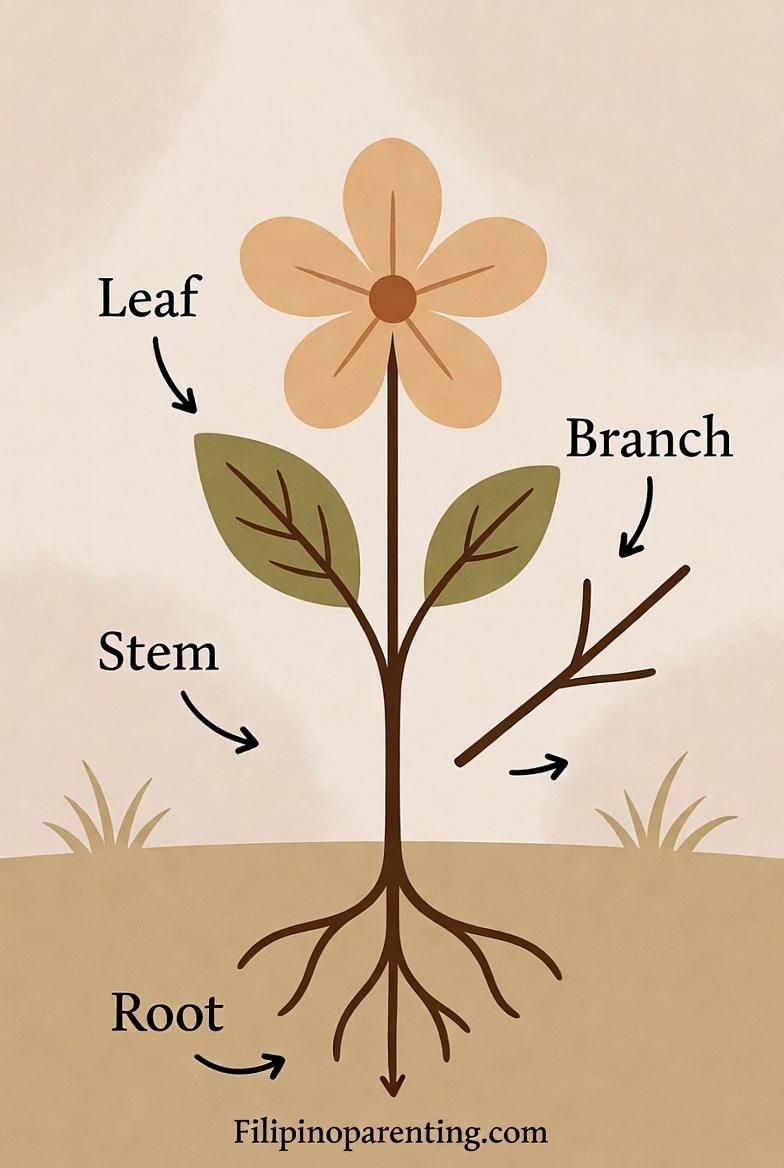 Trees Tagalog Example Tagalog Words for Plants: 15 Beautiful Filipino Plant Names Every ...